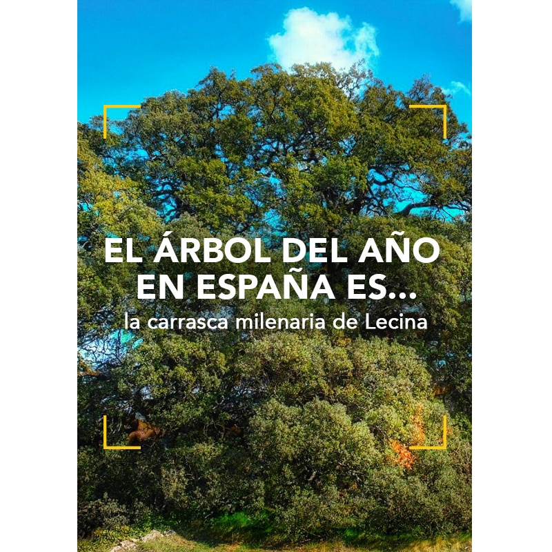 El Árbol del año en España: la Carrasca Milenaria de Lecina