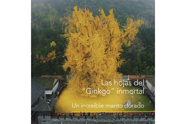Las hojas del "Ginkgo" inmortal, un increíble manto dorado