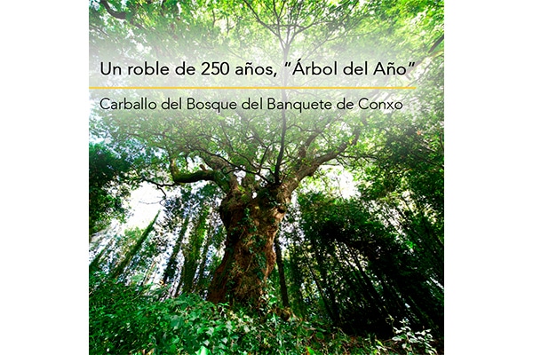 Carballo del Bosque del Banquete de Conxo, «Árbol del año»