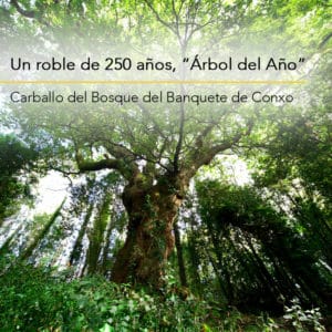 Carballo del Bosque del Banquete de Conxo, "Árbol del año"
