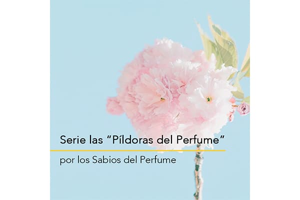 Serie de “Píldoras del Perfume” protagonizada por los Sabios del Perfume