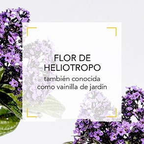 Flor de Heliotropo